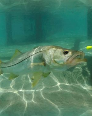 Snook Dock 22
