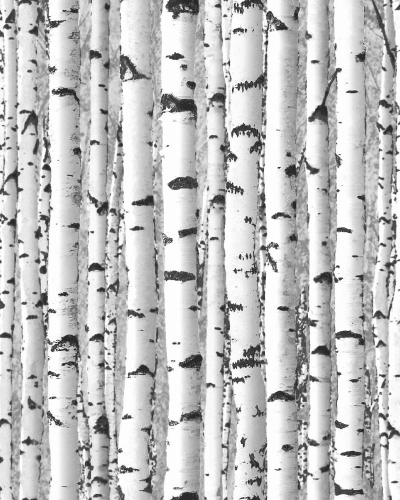 Snow Birch Camouflage