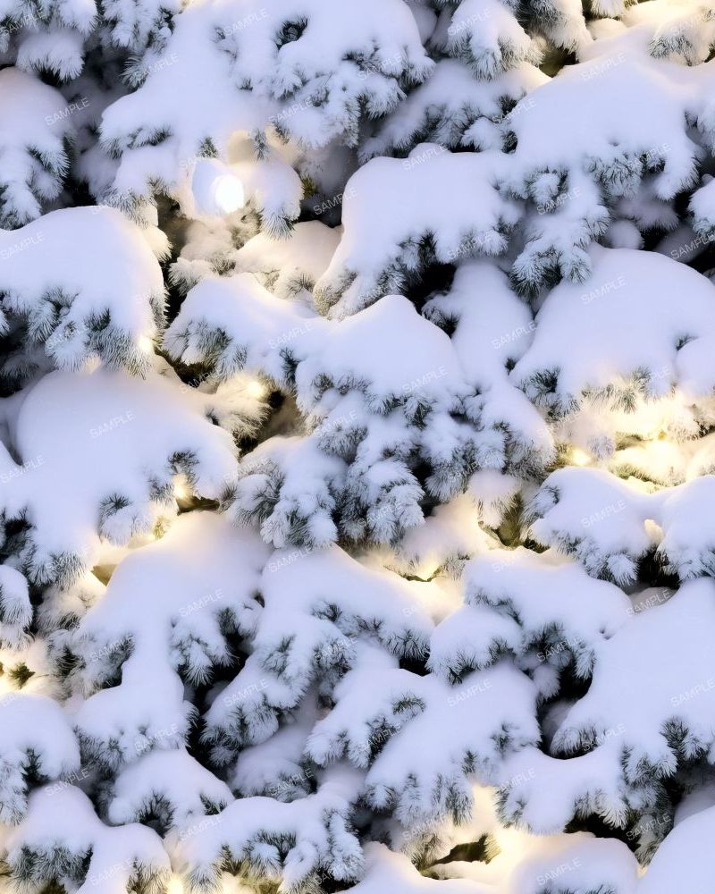 Snow Covered Christmas Tree 42
