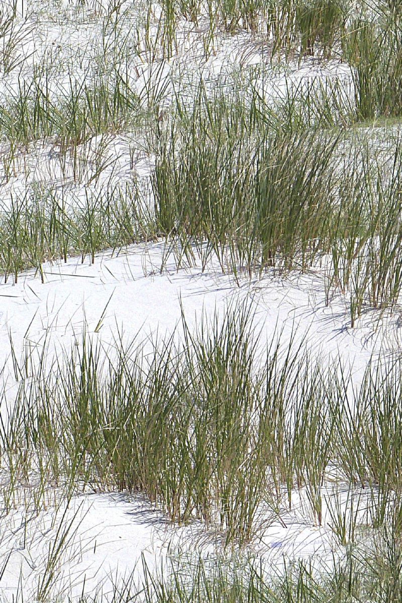 Snow Grass Camouflage