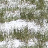 Snow-Grass-Camo-1.jpg