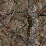 Solognac-Brown-Camo.jpg