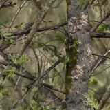 Solognac-Green-Camo.jpg