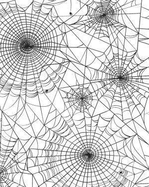 Spider Webs 22