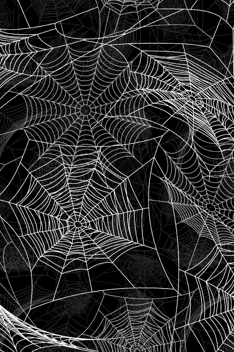 Spider Webs 25