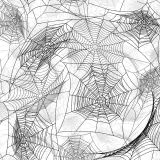 Spider-Webs-26.jpg