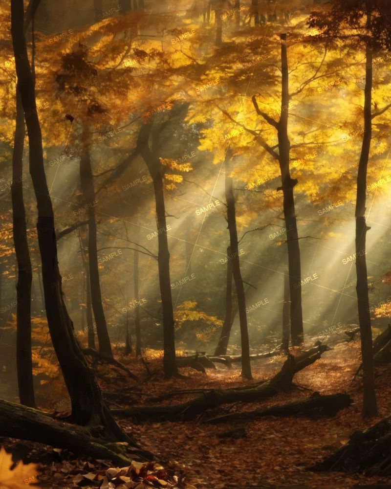 Spooky Autumn Forest