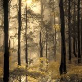 Spooky-Forest-44.jpg