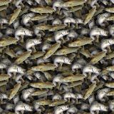 Spotted-Sea-Trout-22.jpg