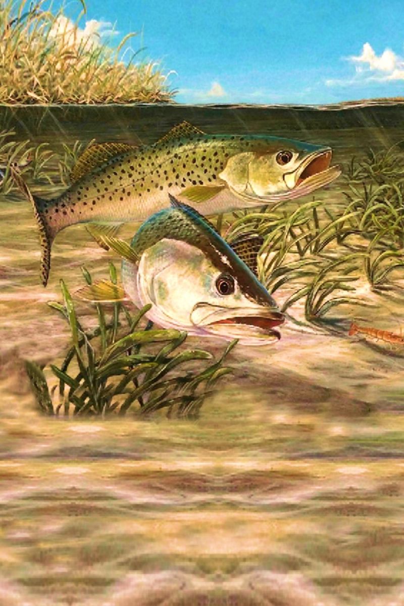 Spotted Sea Trout 23
