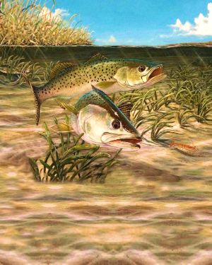 Spotted Sea Trout 23