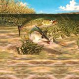 Spotted-Sea-Trout-23.jpg