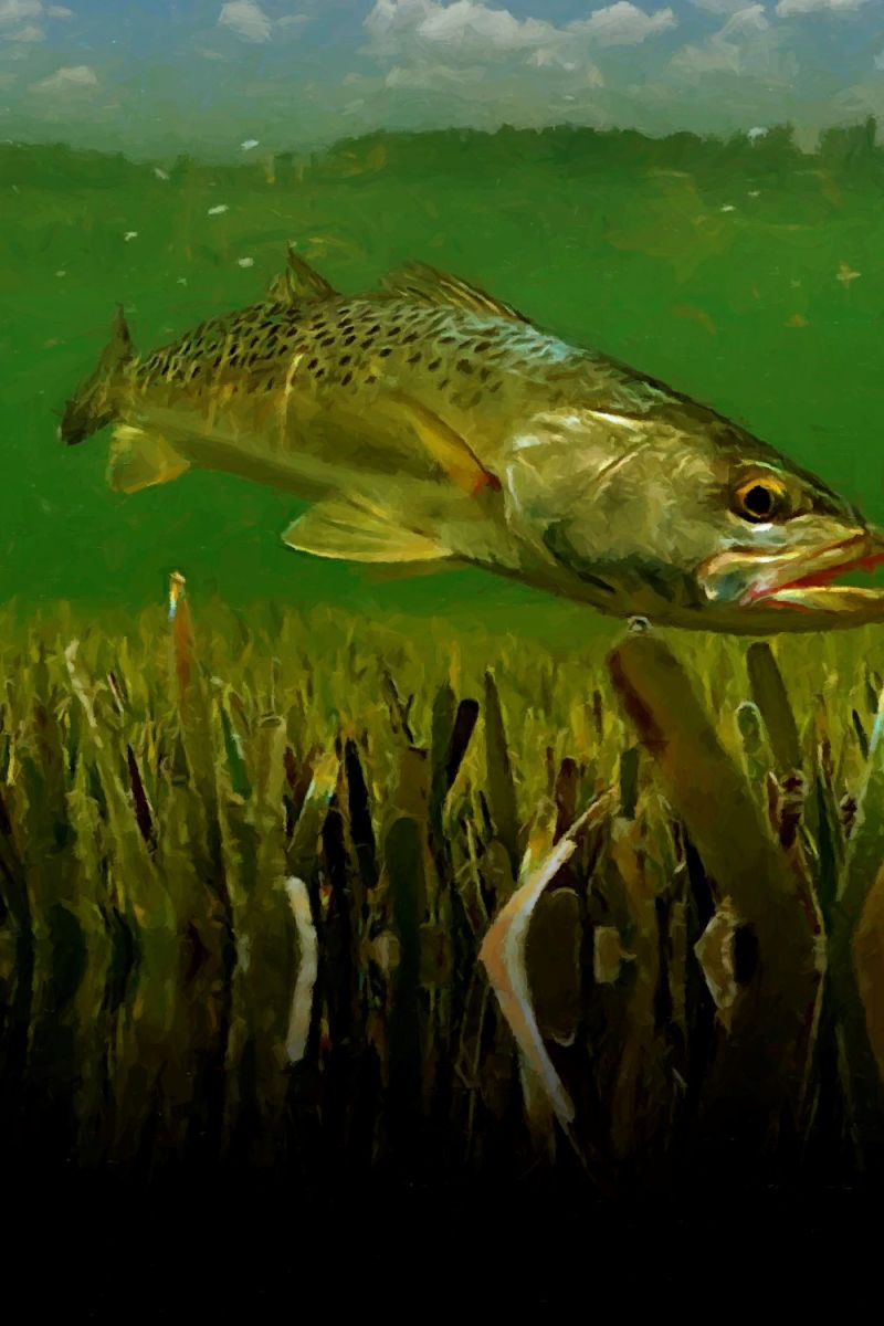Spotted Sea Trout 24