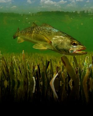 Spotted Sea Trout 24