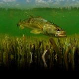 Spotted-Sea-Trout-24.jpg