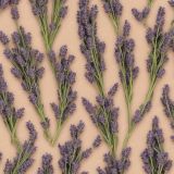 Sprigs-of-Lavender-22.jpg