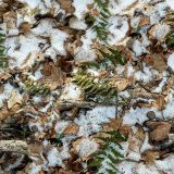 Springfield-24-Camo.jpg