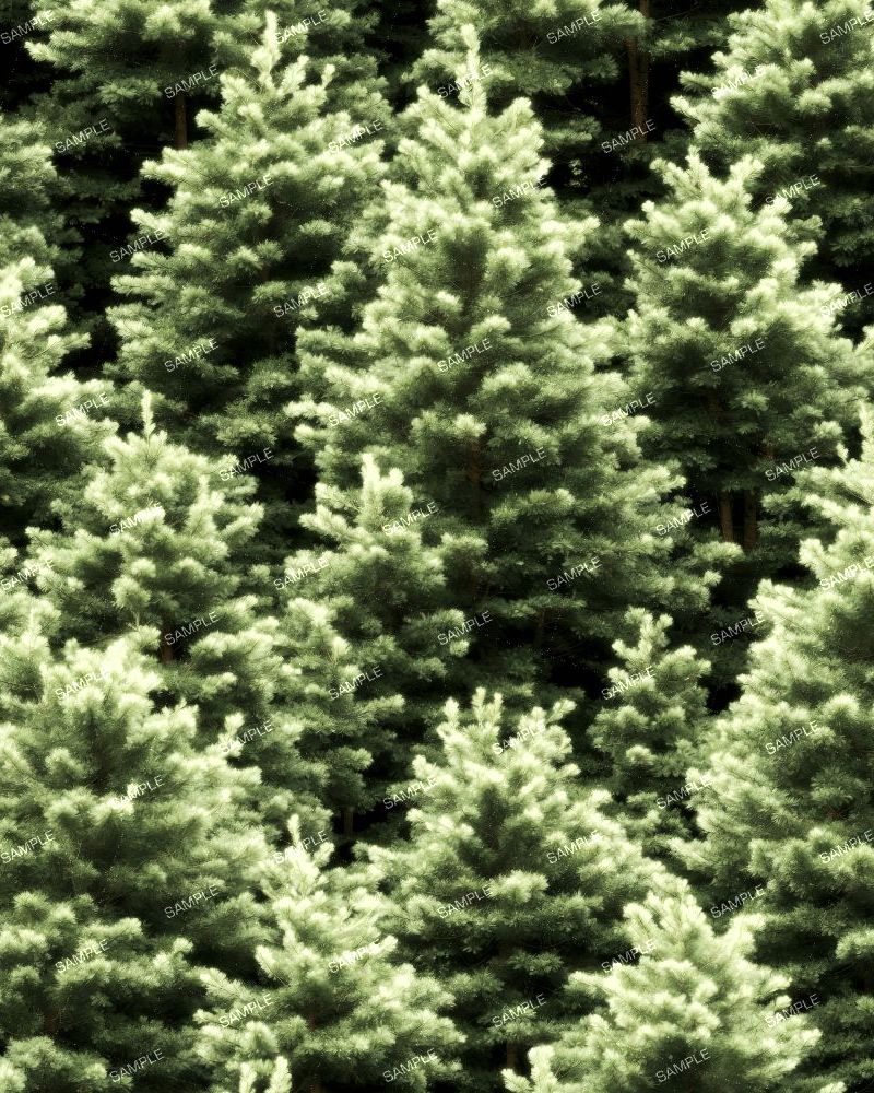 Spruce Christmas Trees
