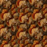 Squirrel-22.jpg