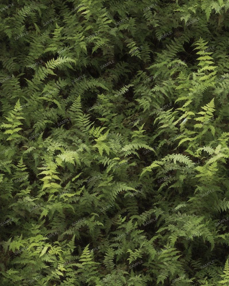Stand of Ferns
