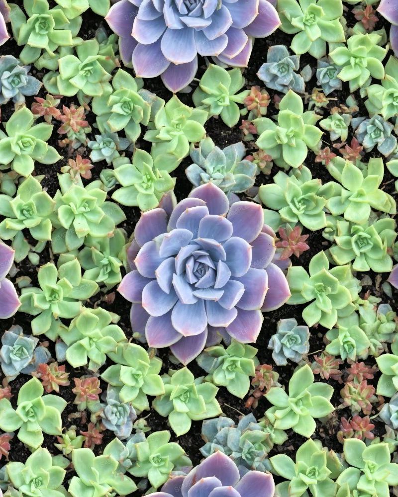 Succulent Garden 42