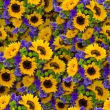 SunFlowers-24.jpg