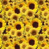 Sunflowers-22.jpg