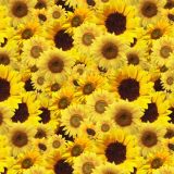Sunflowers-23.jpg