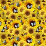 Sunflowers-and-Butterflies-22.jpg