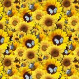 Sunflowers-and-Butterflies-23.jpg