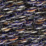 Swordfish-22.jpg