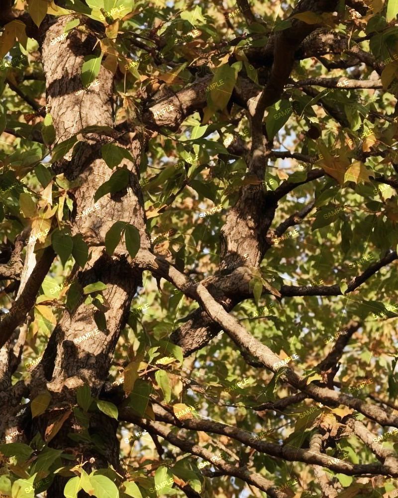 Tactical Camouflage 209