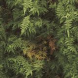 Tactical-Camo-87.jpg