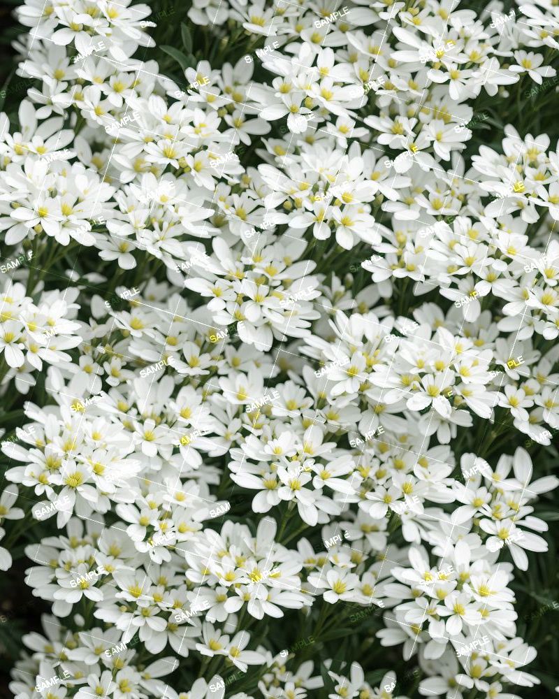 Tahoe Candytuft Flowers