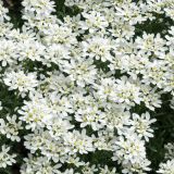 Tahoe-Candytuft-Flowers.jpg