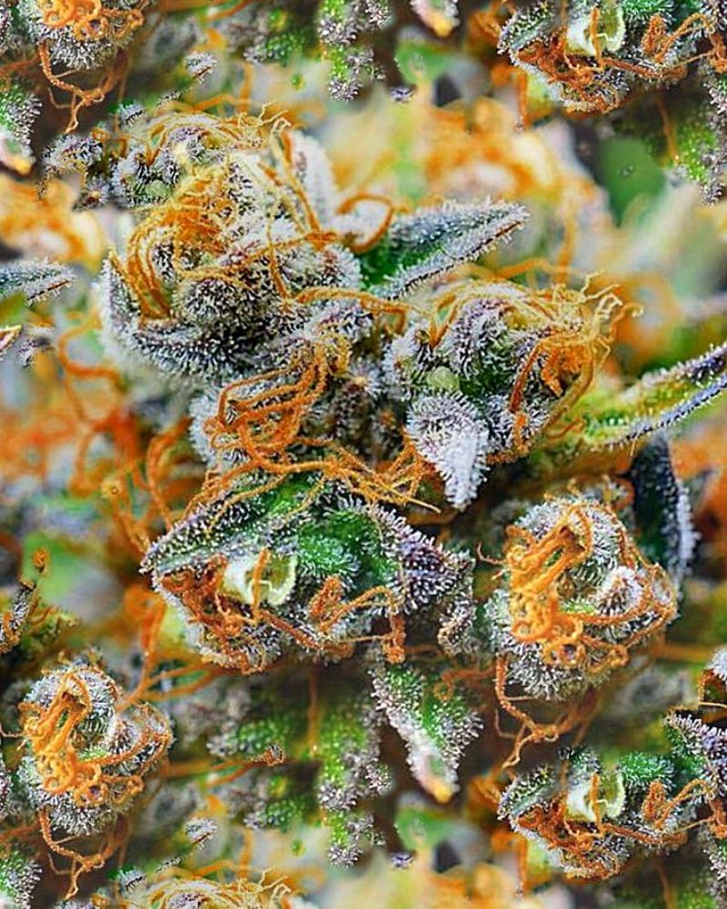 Tangerine Kush Buds