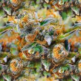 Tangerine-Kush-Buds.jpg