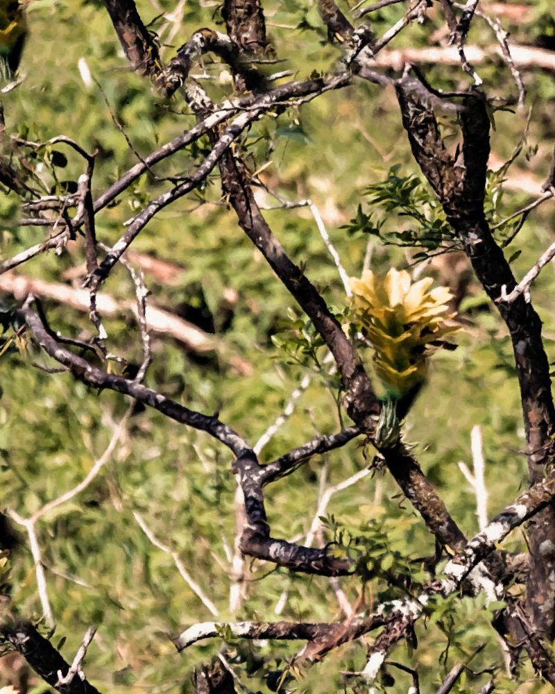 Tanglewood Camouflage