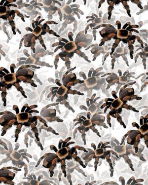 Tarantulas 22