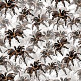 Tarantulas-22.jpg
