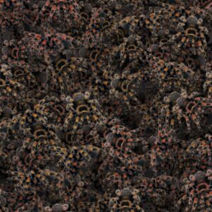 Tarantulas 23
