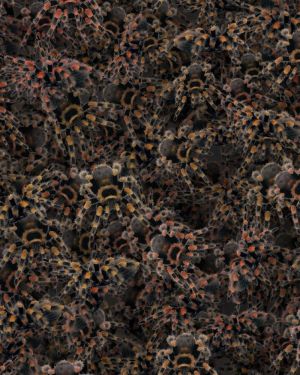 Tarantulas 23