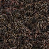 Tarantulas-23.jpg