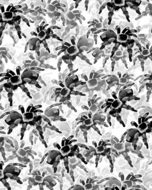 Tarantulas 24