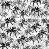 Tarantulas-24.jpg