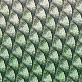 Tarpon-Fish-Scales-23-thumb.jpg