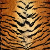 Tiger-Stripes-16x48-1.jpg