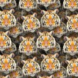 Tigers-23.jpg