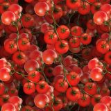 Tomatoes-22.jpg