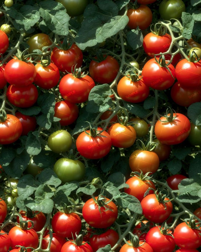 Tomatoes on the Vine